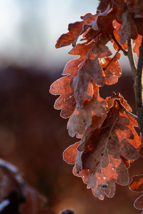 Free Close-up of frosty brown oak leaves backlit by autumn sunlight, showcasing nature's detail. Stock Photo