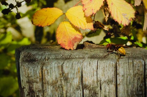 Free A wasp rests on a wooden post beside vibrant autumn leaves. Stock Photo