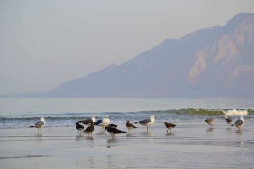Free A peaceful scene of seabirds on the tranquil beaches of As Sifah, Oman with misty mountains in the background. Stock Photo