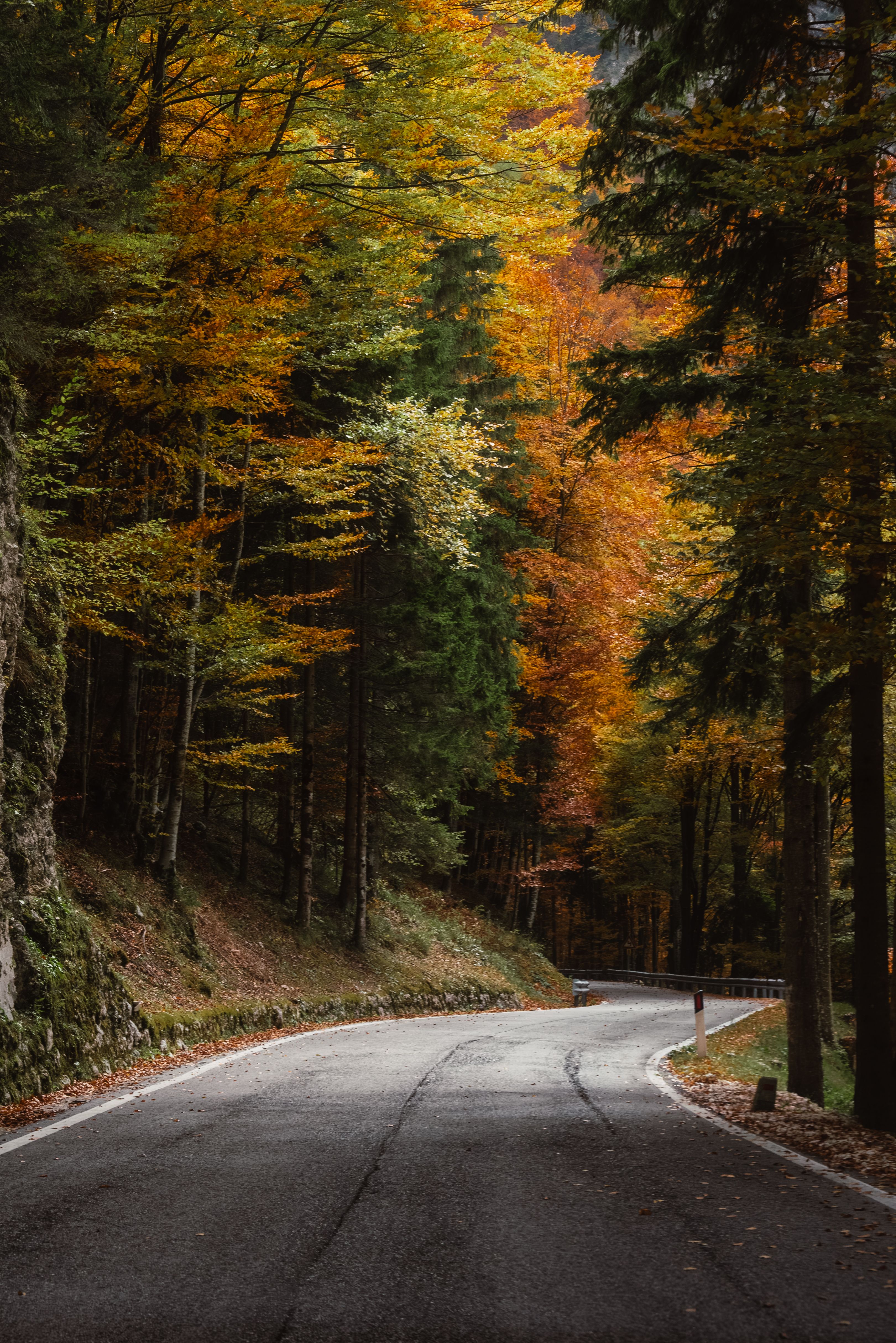 Serene Autumn Road through Vibrant Forest · Free Stock Photo