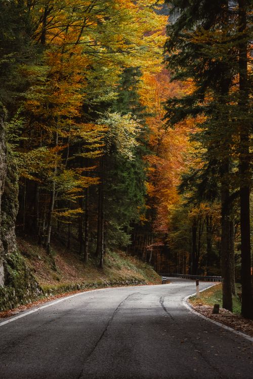 Free Peaceful autumn road winding through a vibrant, colorful forest with golden and green leaves. Stock Photo