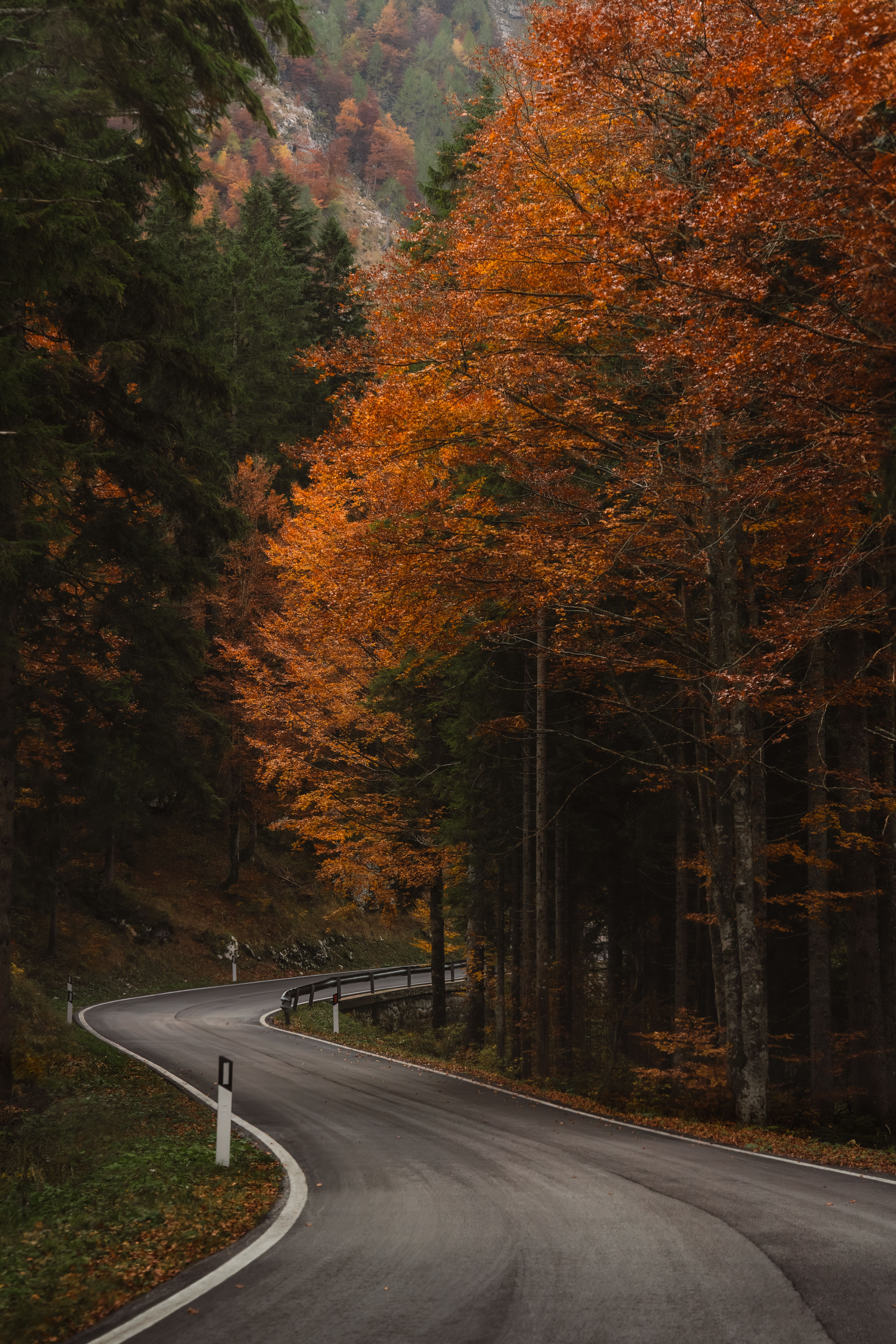 Scenic Autumn Road through Vibrant Forest · Free Stock Photo