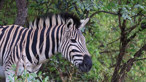 Free A zebra stands amidst lush green foliage in a natural setting, showcasing its striking black and white stripes. Stock Photo