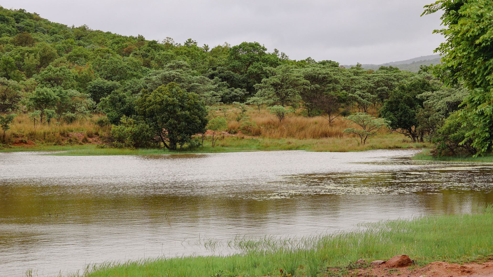A calming view of a dam surrounded by lush greenery in the bushveld.