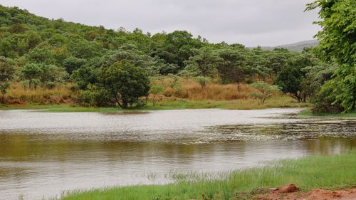 Free A calming view of a dam surrounded by lush greenery in the bushveld. Stock Photo