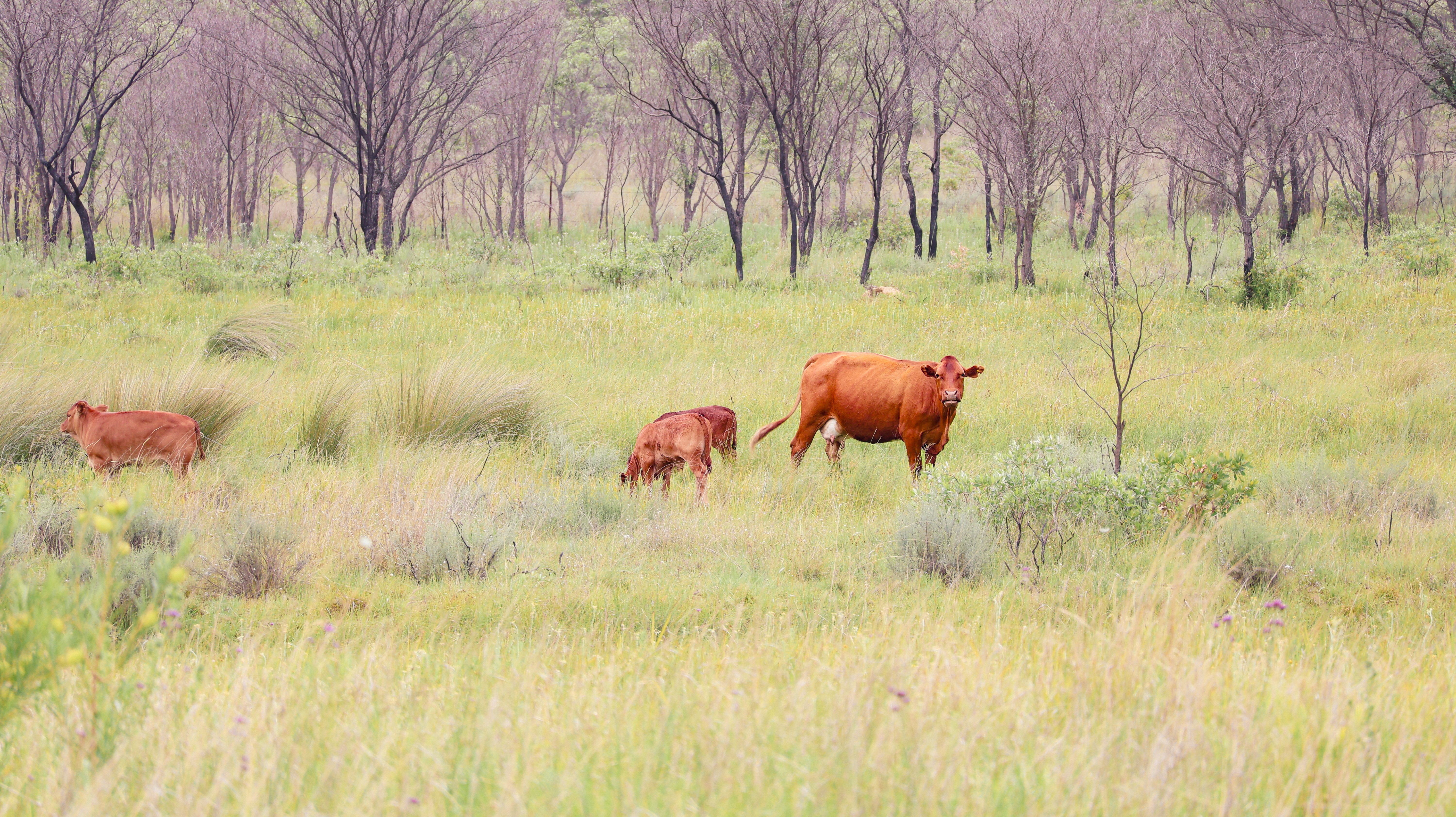 Dry forest and cattle country in the hot Goascorán basin around Aguanqueterique, La Paz