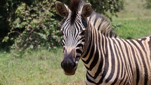 Free A striking close-up of a zebra in an African savannah, showcasing its distinct stripe pattern. Stock Photo