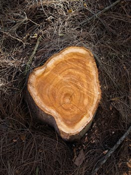Detailed view of a tree stump with visible rings amidst forest surroundings.