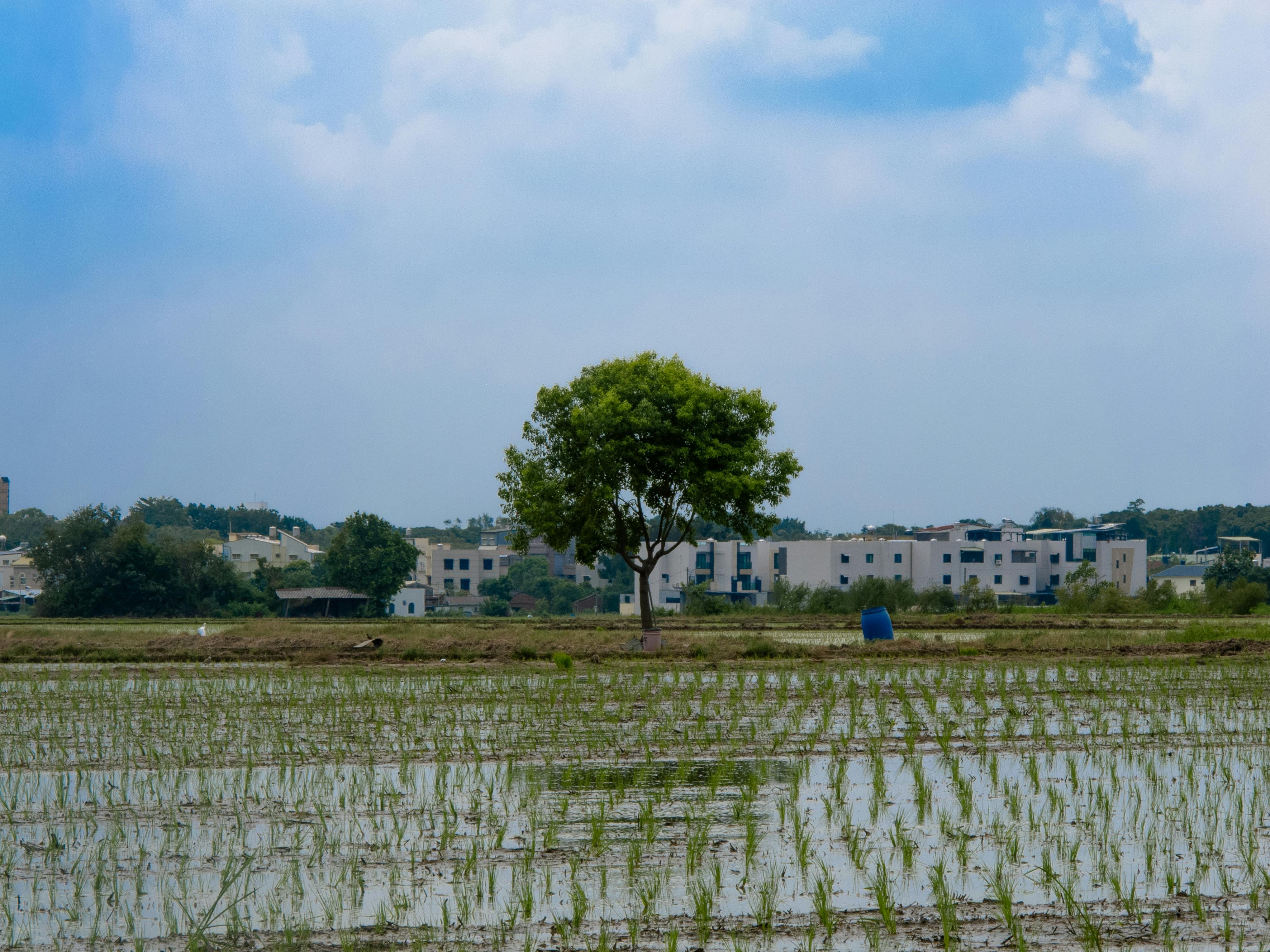 Peaceful rice paddy landscape featuring a solitary tree and village background under a bright sky.