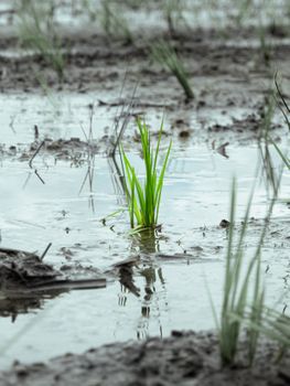 young green rice seedlings