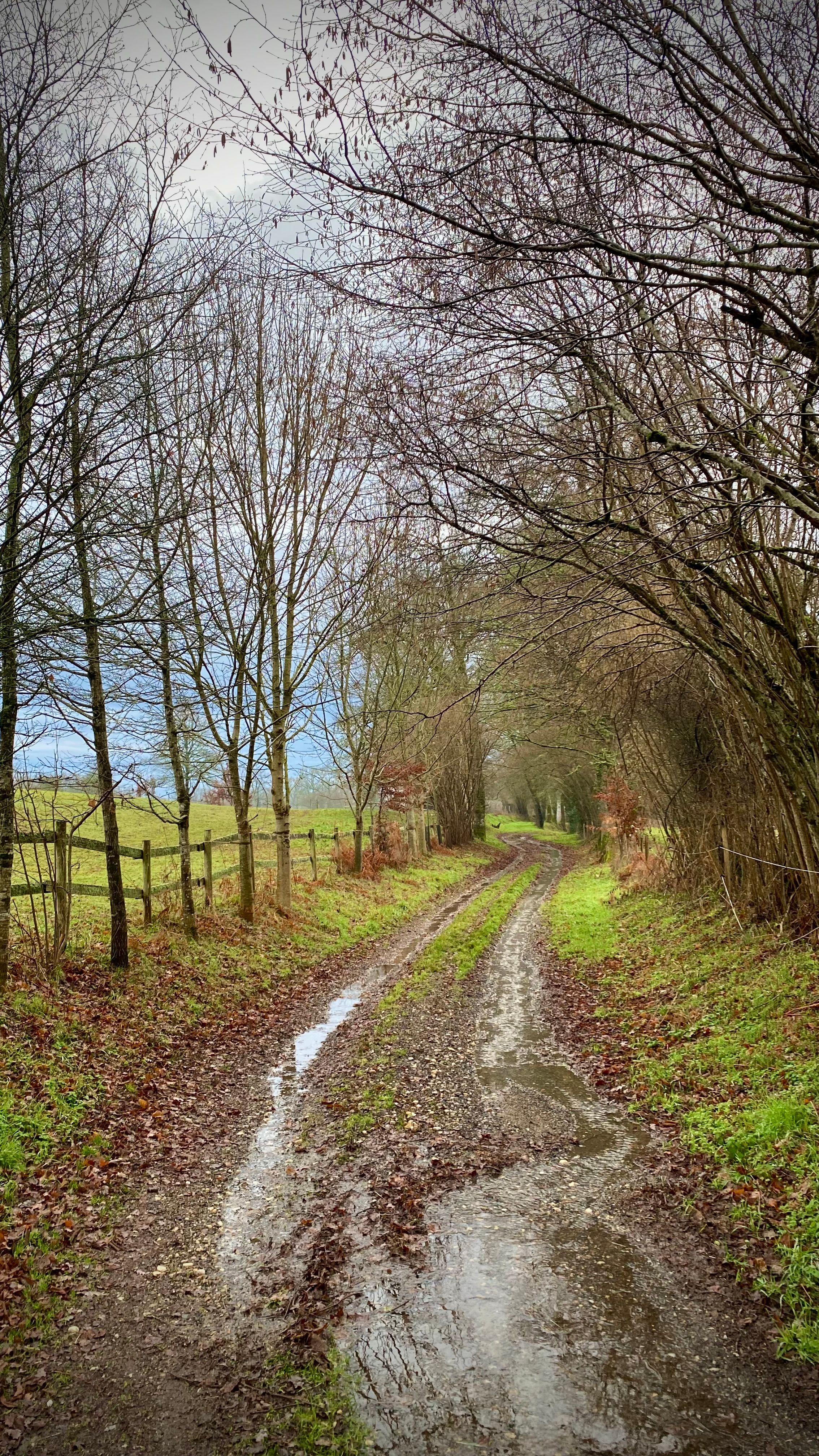 Rural Muddy Pathway Through Bare Trees in Winter · Free Stock Photo