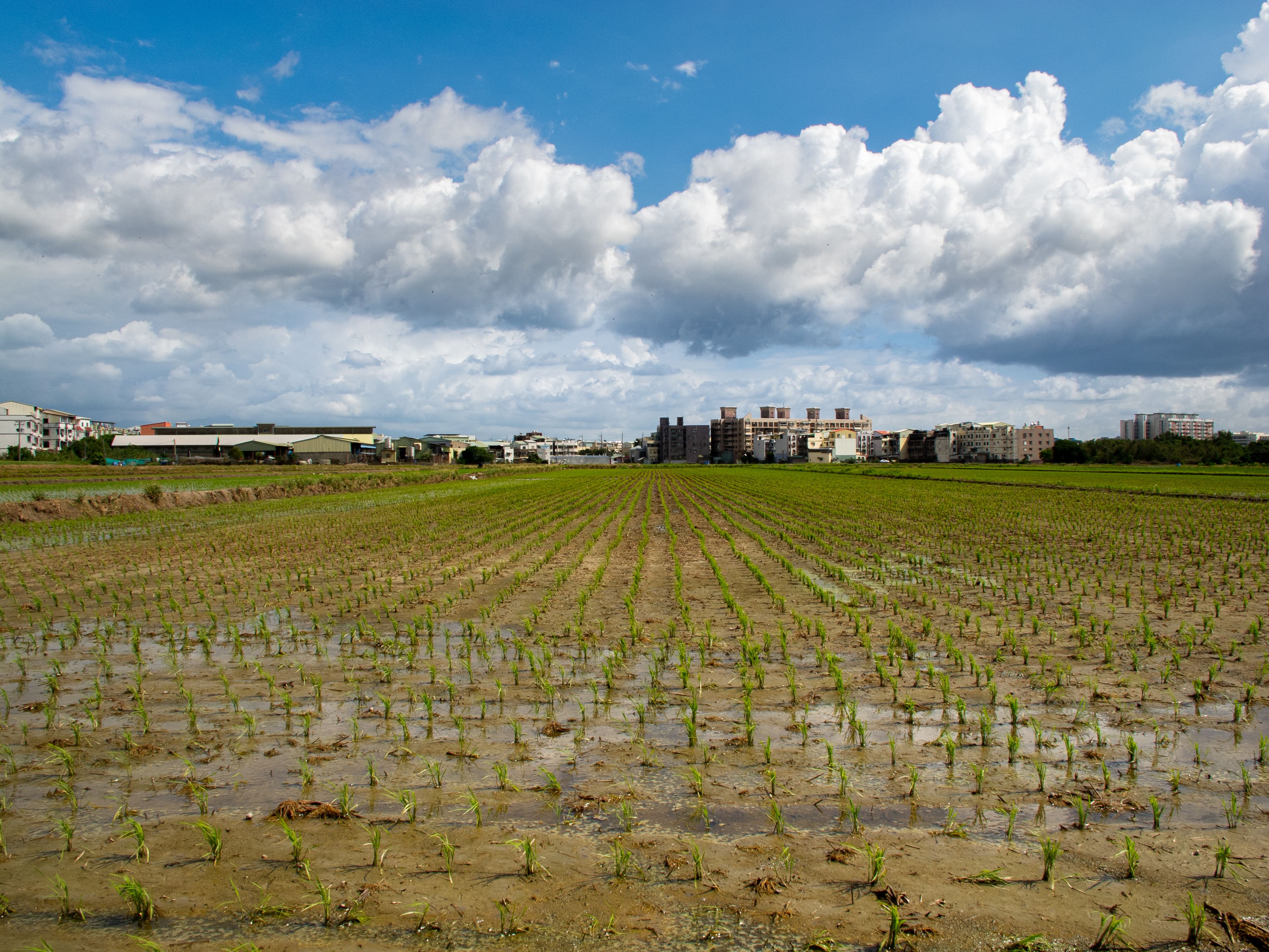 Scenic Rice Field in Taiwan Under Cloudy Sky · Free Stock Photo