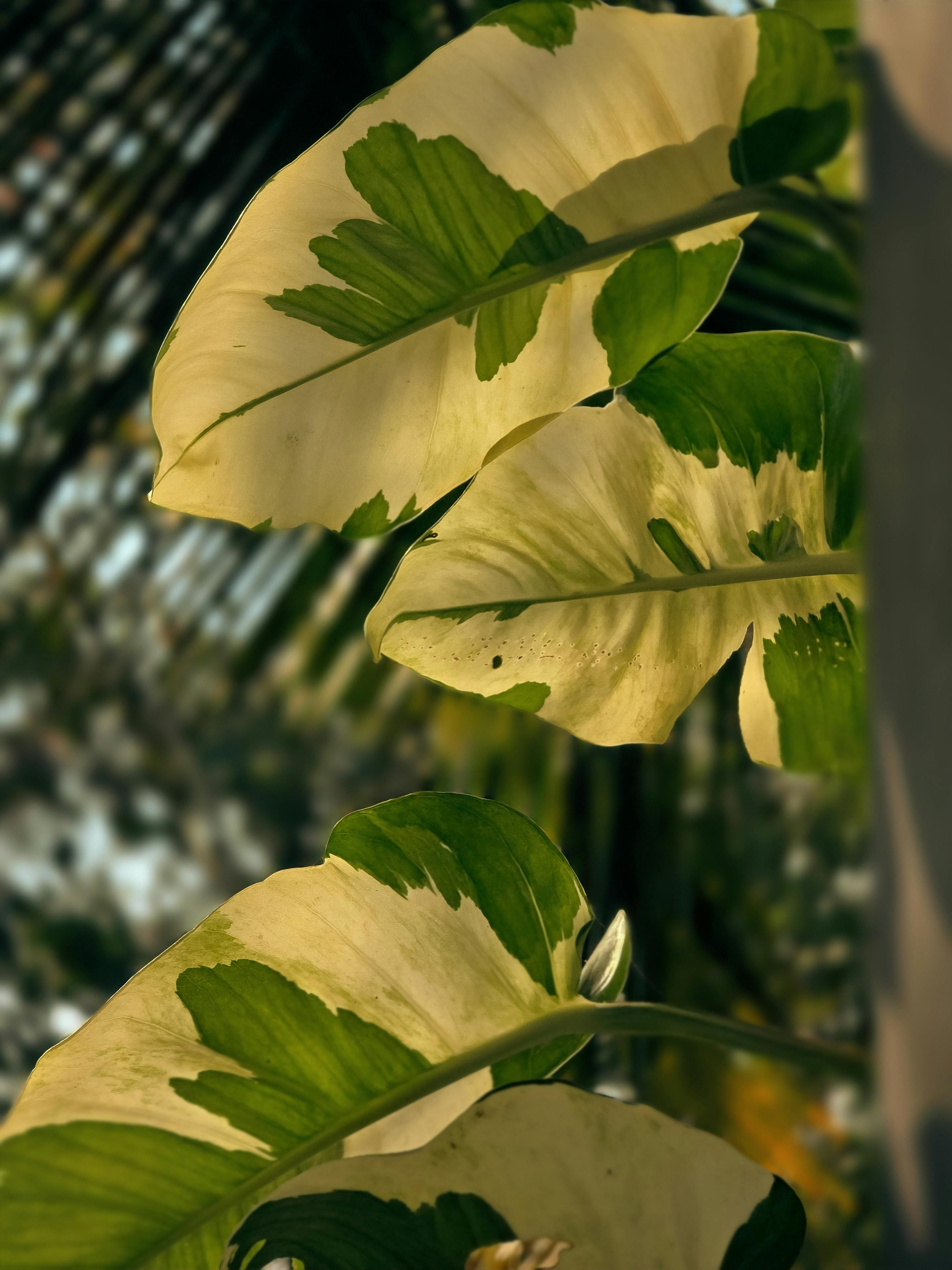 De franc Primer pla de fulles variegades amb la llum del sol filtrant-se a través, evocant un ambient tropical. Foto d'estoc