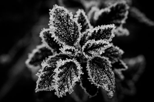 Close-up of frosted leaves showcasing intricate details in monochrome.