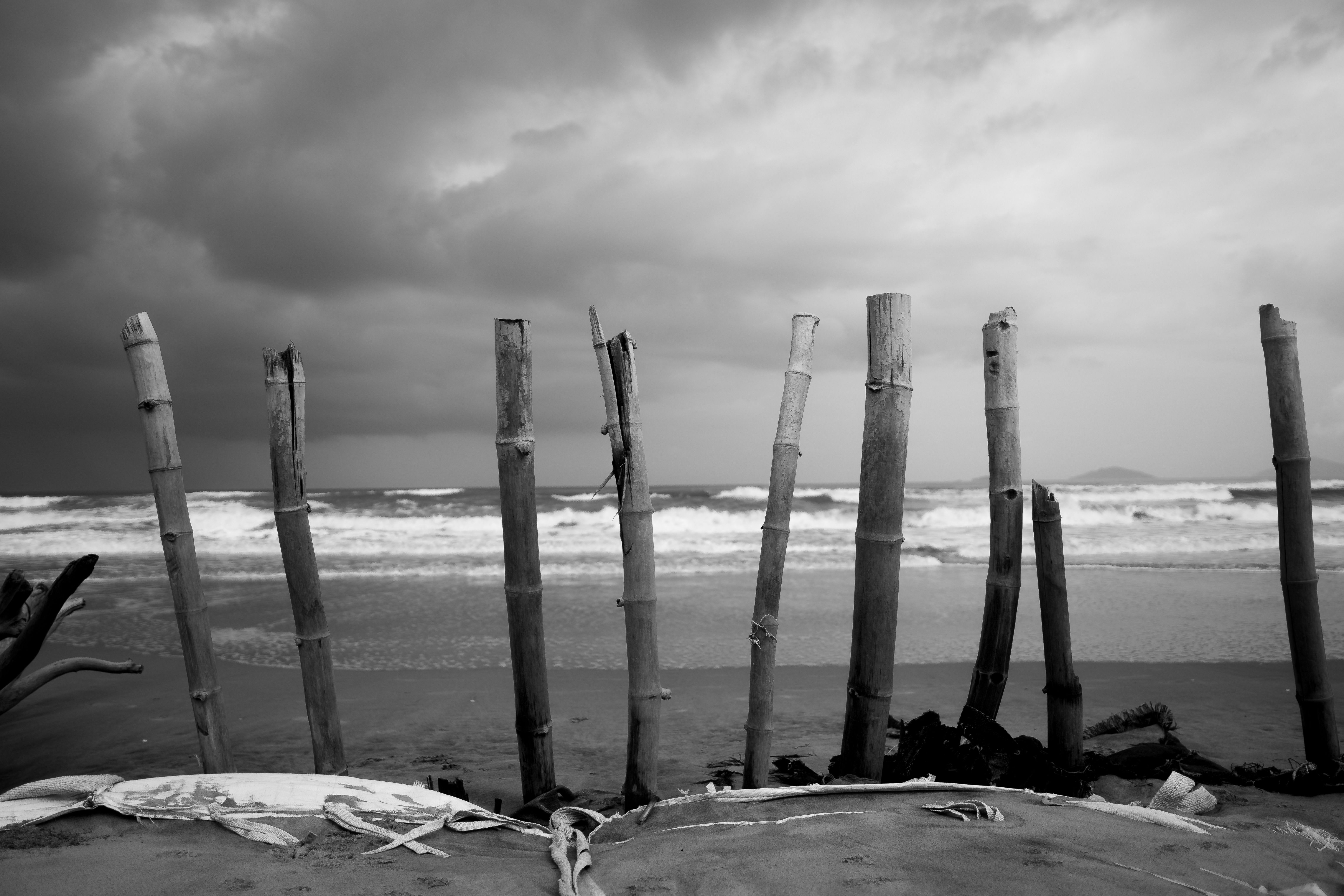 Dramatic Black and White Coastal Scene with Bamboo · Free Stock Photo