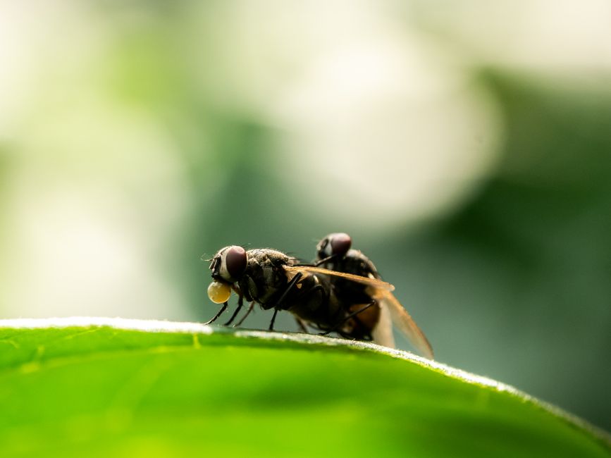 How to Get Rid of Fruit Flies: The Apple Cider Vinegar Trap