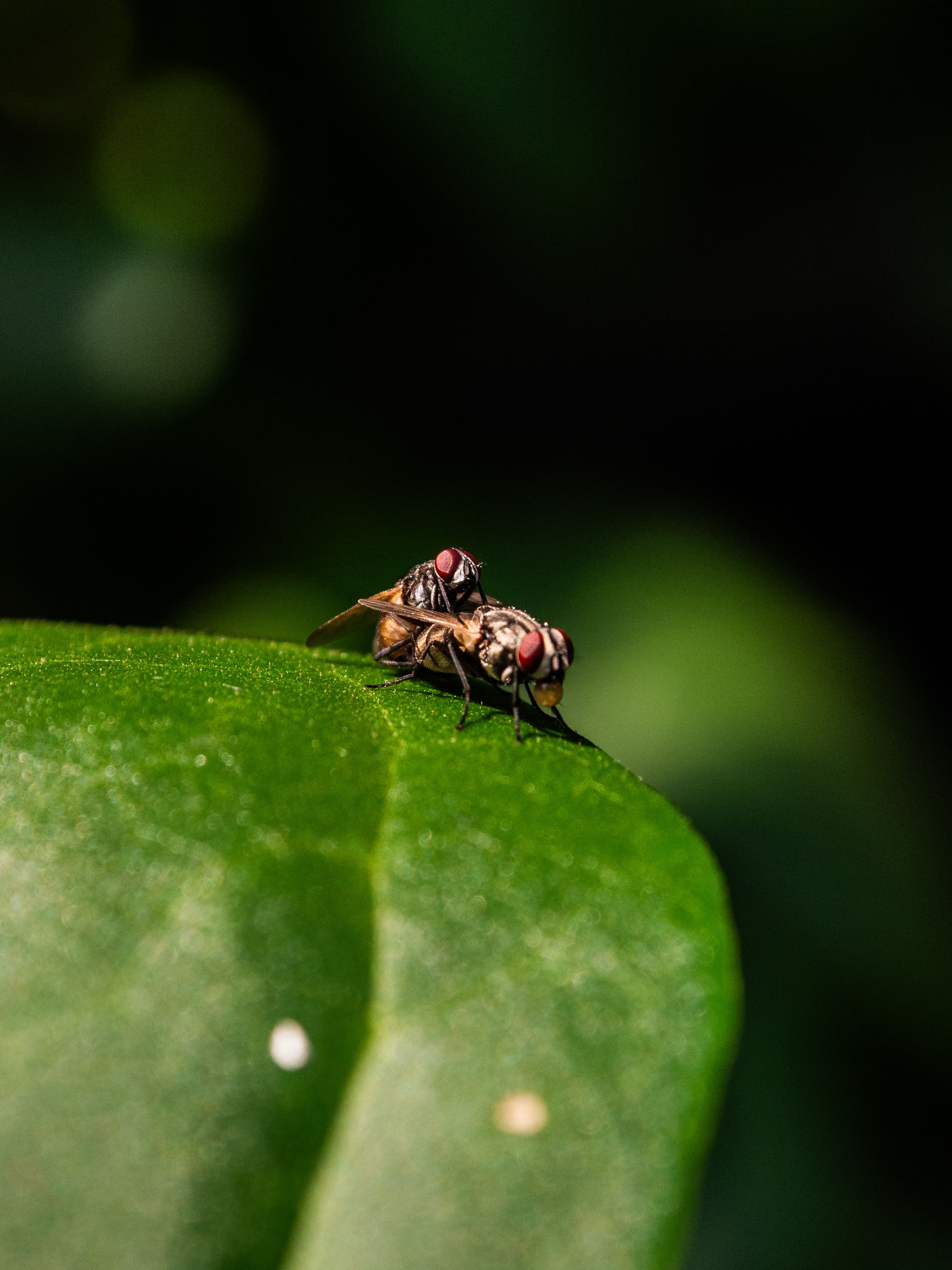 Close-up of Mating Flies on a Leaf · Free Stock Photo