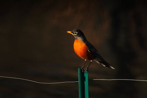 Bird Perched on Stand