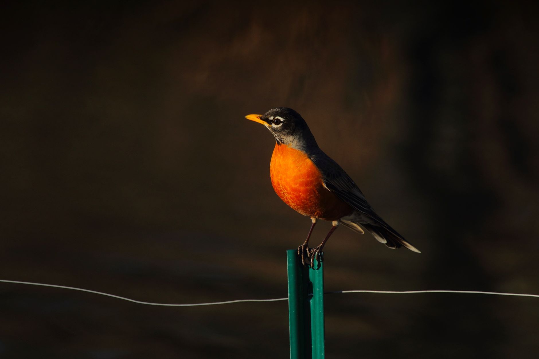 Robin Bormuth