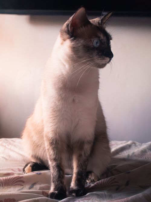 Free Elegant Siamese cat sitting on a bed, bathed in soft indoor light, evoking a serene atmosphere. Stock Photo
