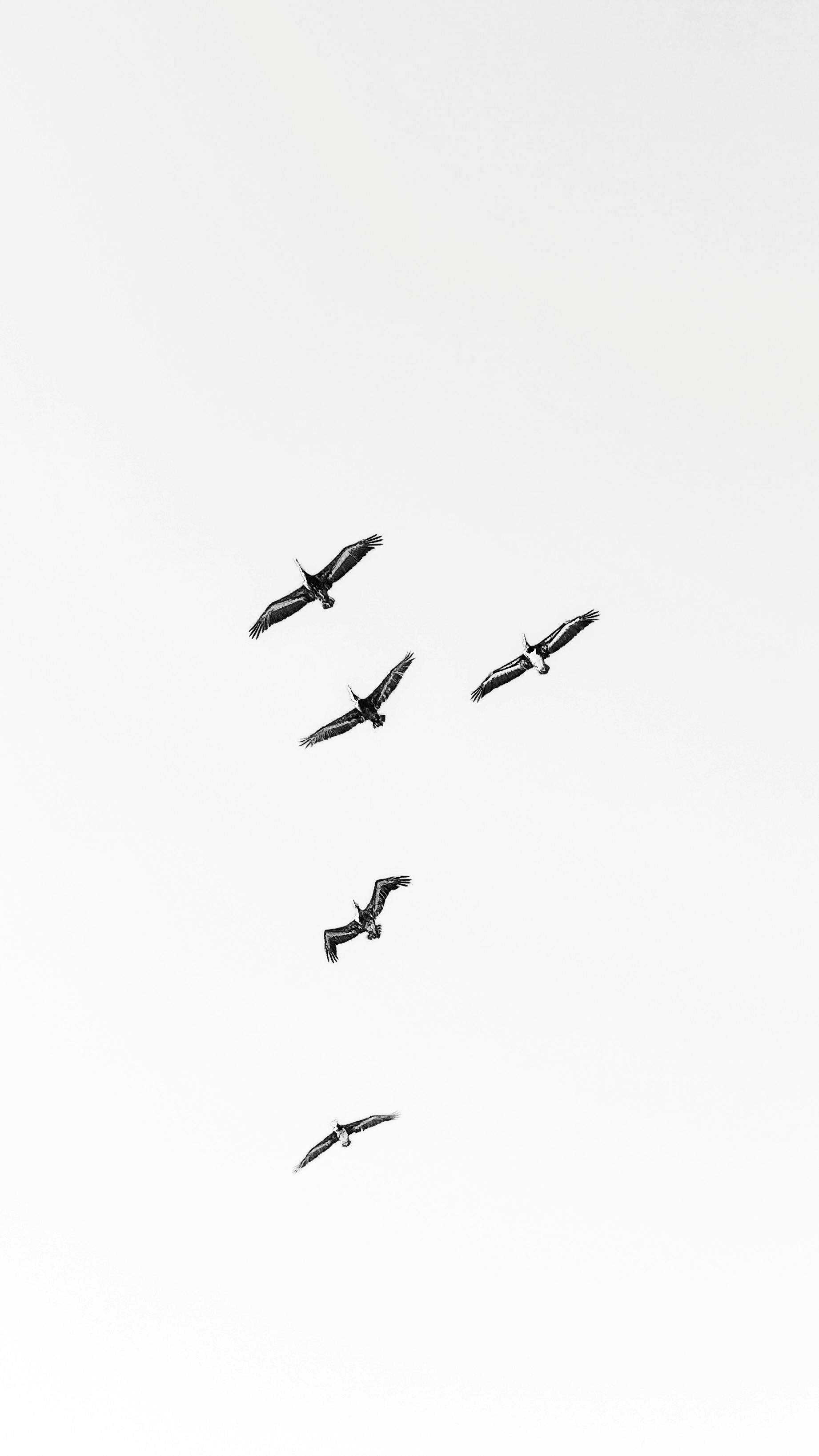 grátis Fotografia em preto e branco de alto contraste de pelicanos voando em formação. Foto profissional