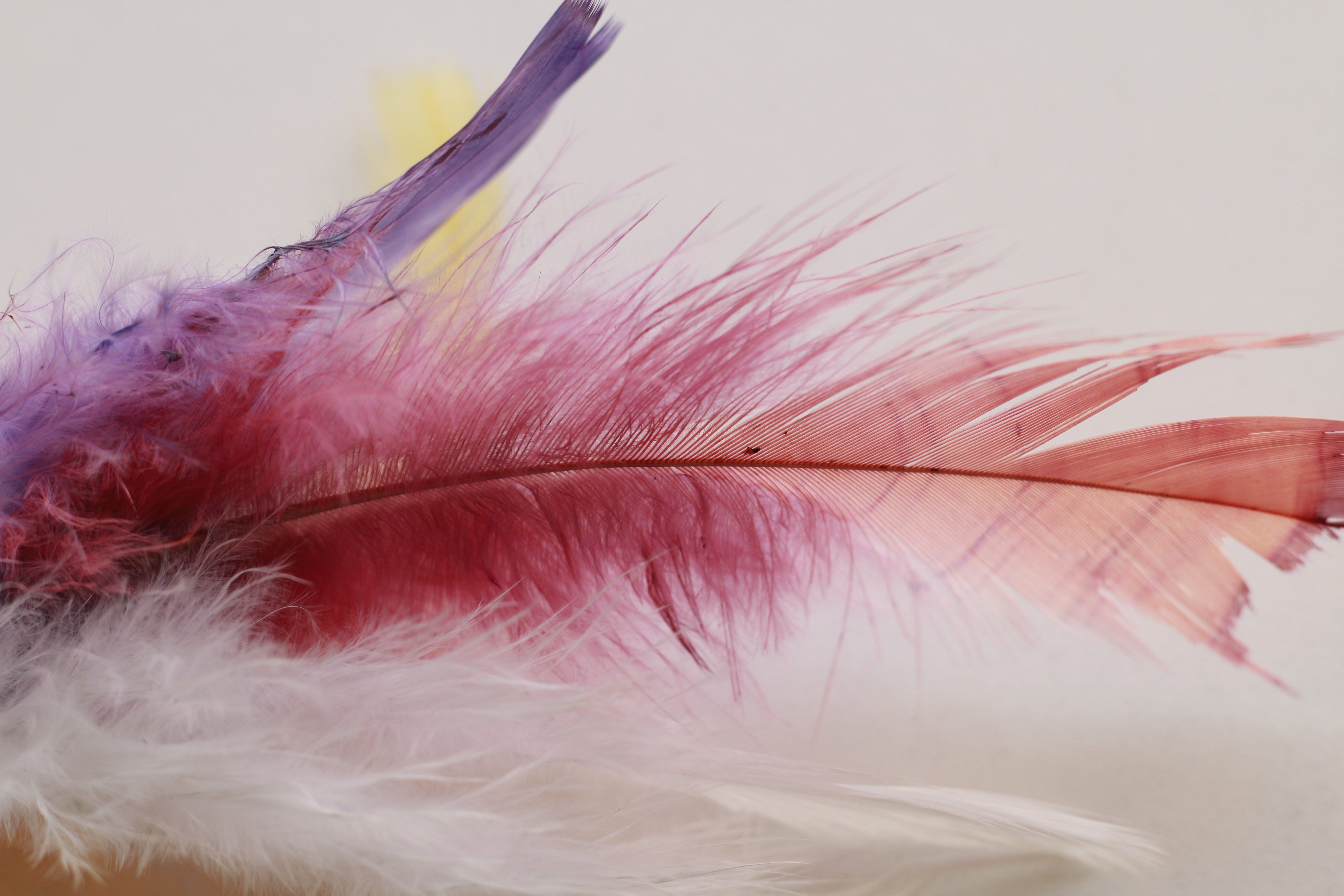 Colorful Feather Arrangement Close-up Shot · Free Stock Photo