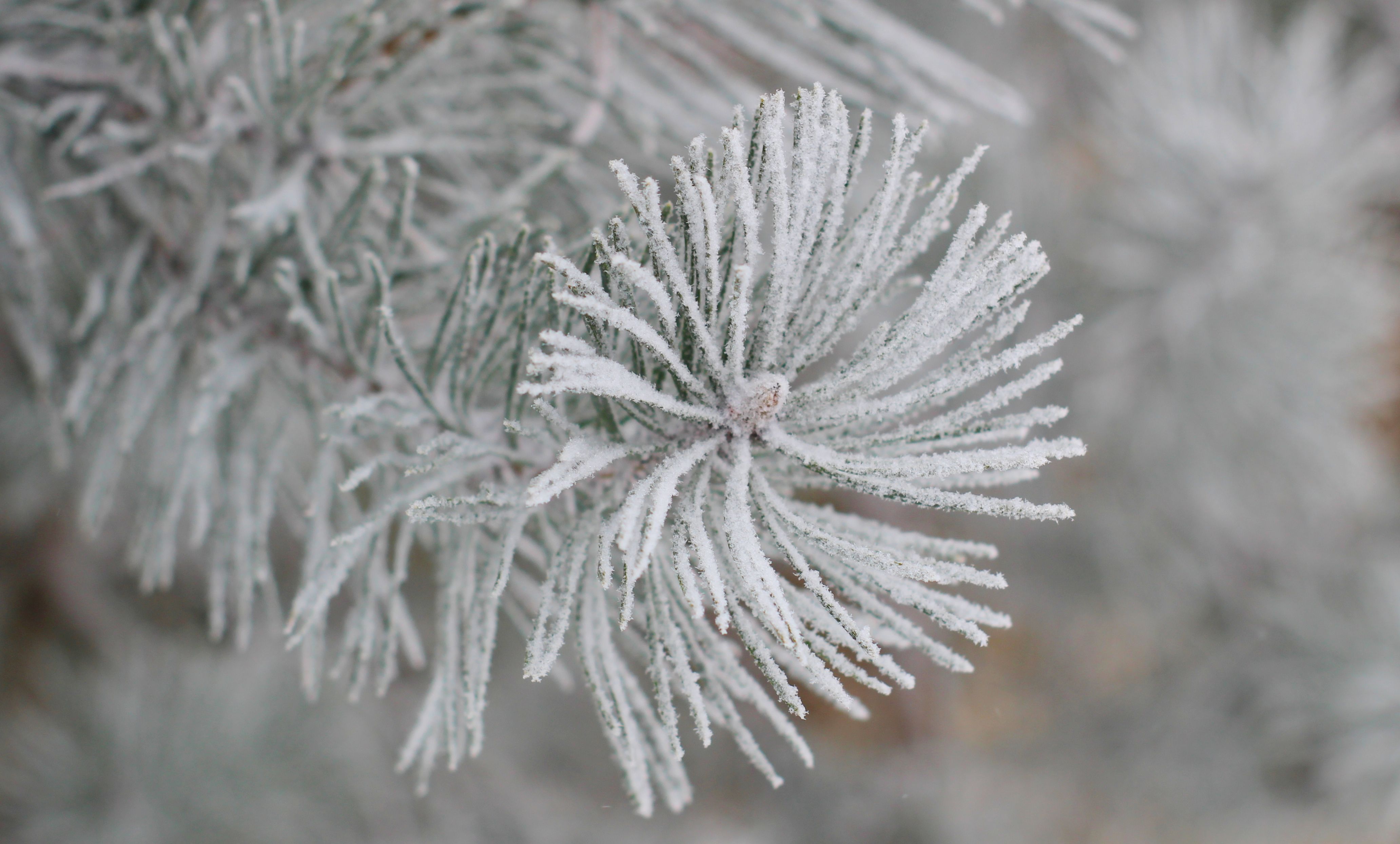 Close-up of Frosted Pine Needles in Winter · Free Stock Photo