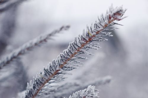 Free Detailed view of a snow-covered pine branch showcasing winter frost. Stock Photo