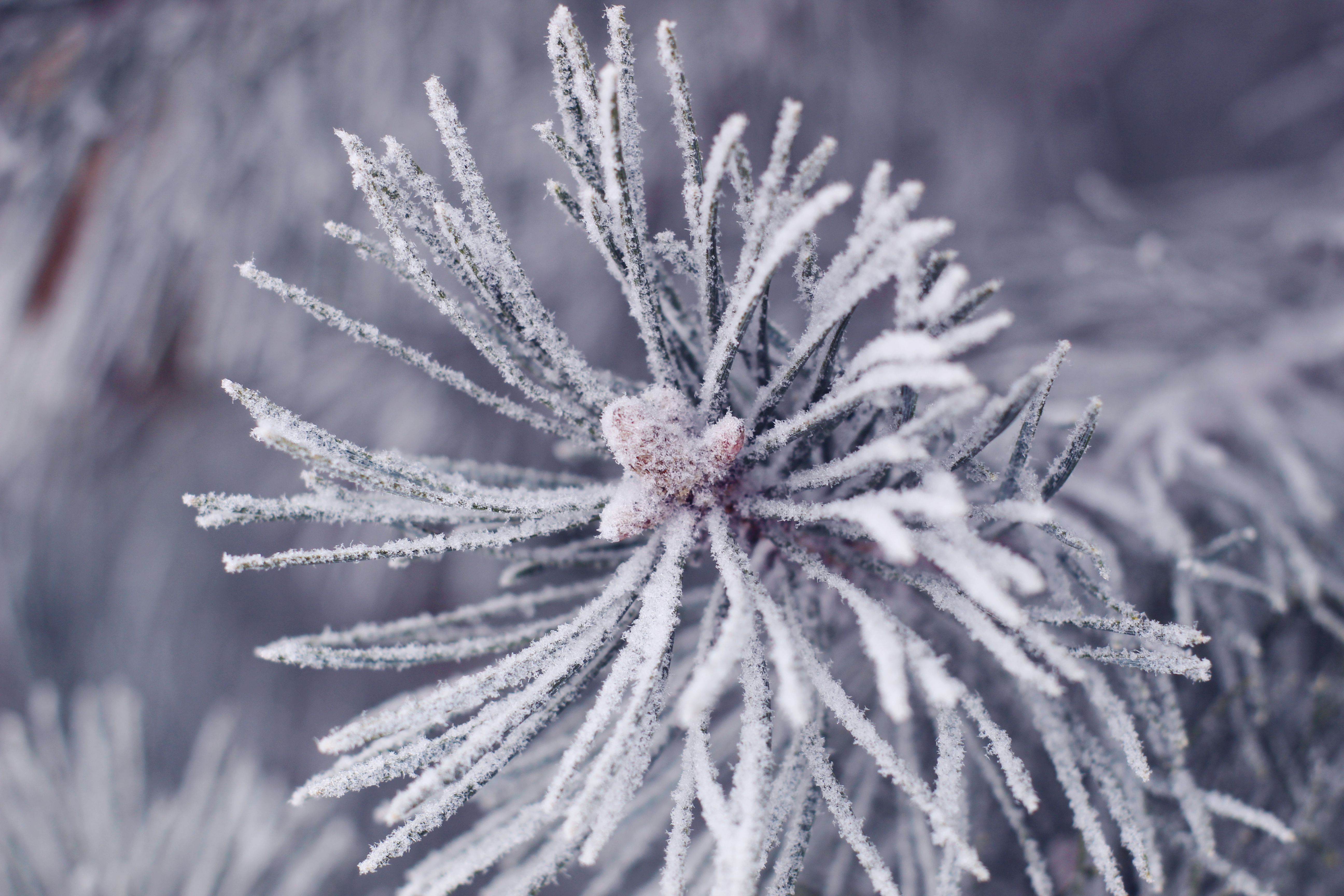 Close-up of Frosted Pine Needles in Winter · Free Stock Photo