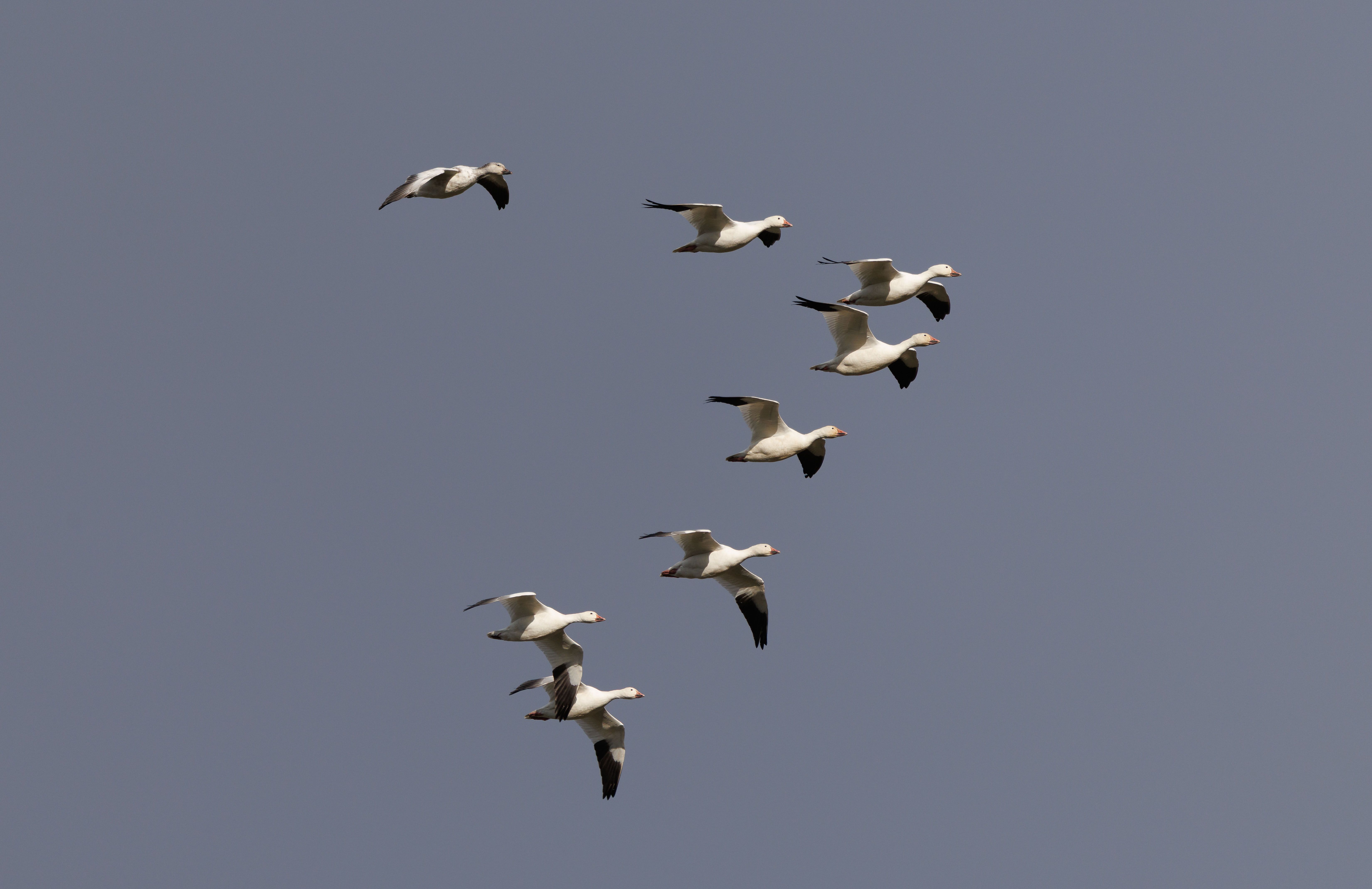 Flock of Snow Geese Flying in Formation Under Clear Sky · Free Stock Photo