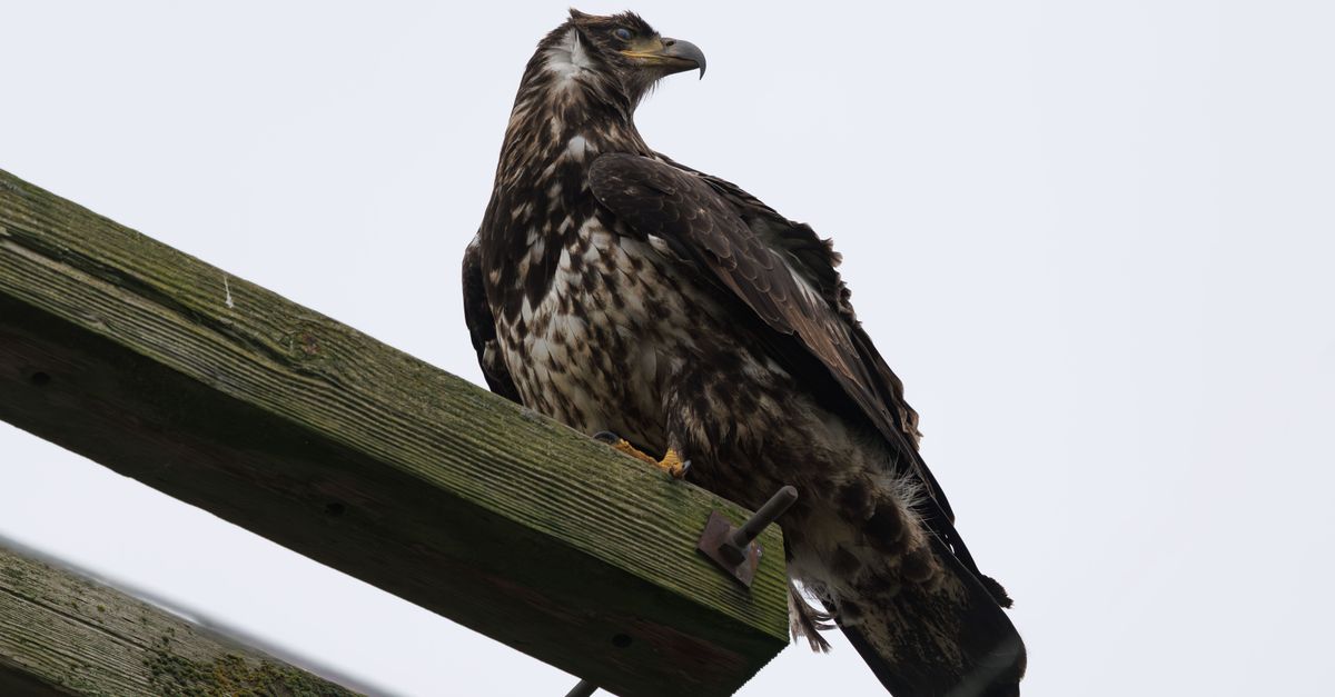 Close-up of a young bald eagle perched on a wooden beam against a clear sky.