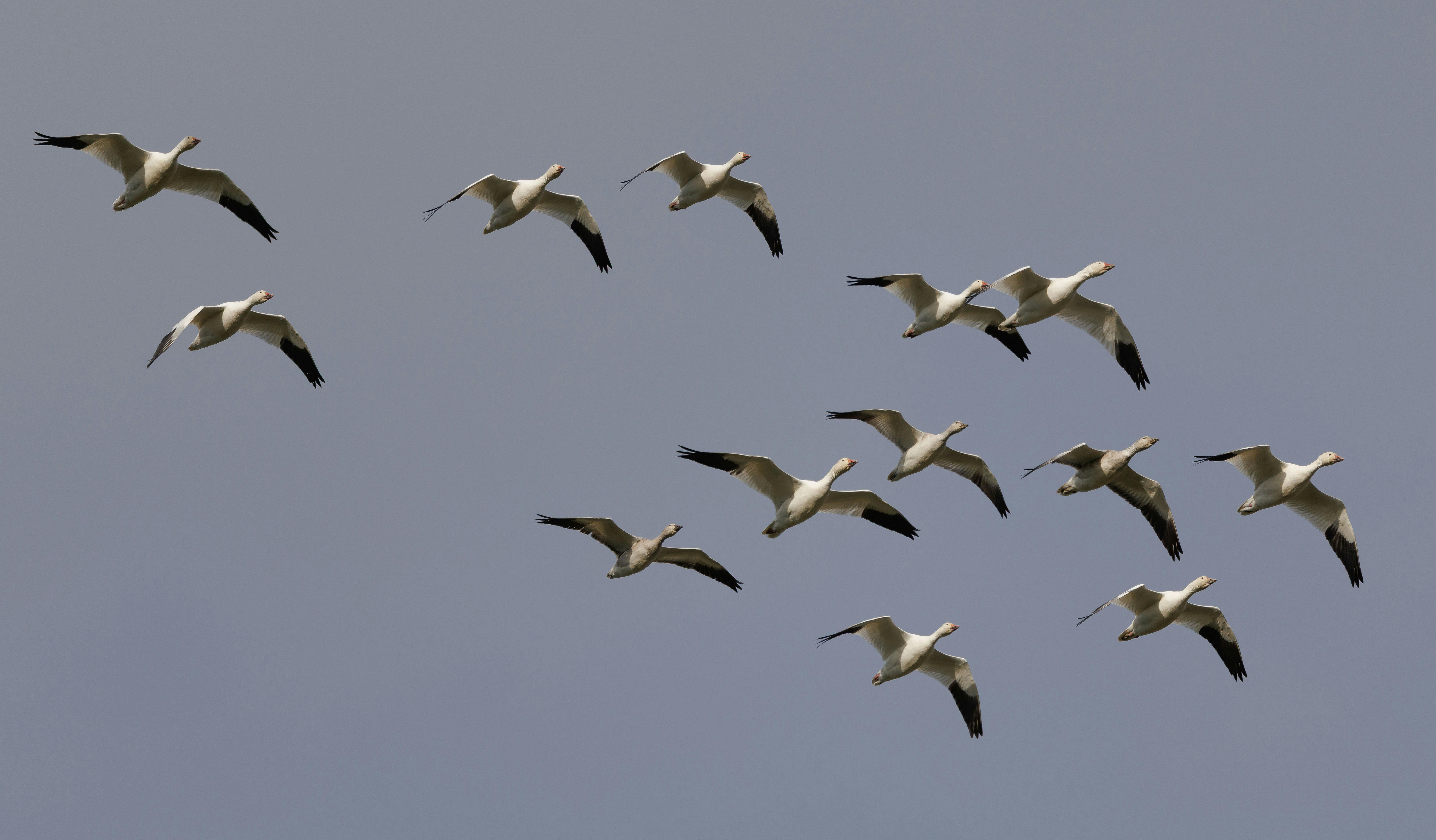 Urbandale amends contract with Flock camera company to improve data transparency — Photo by Veronika Andrews on Pexels