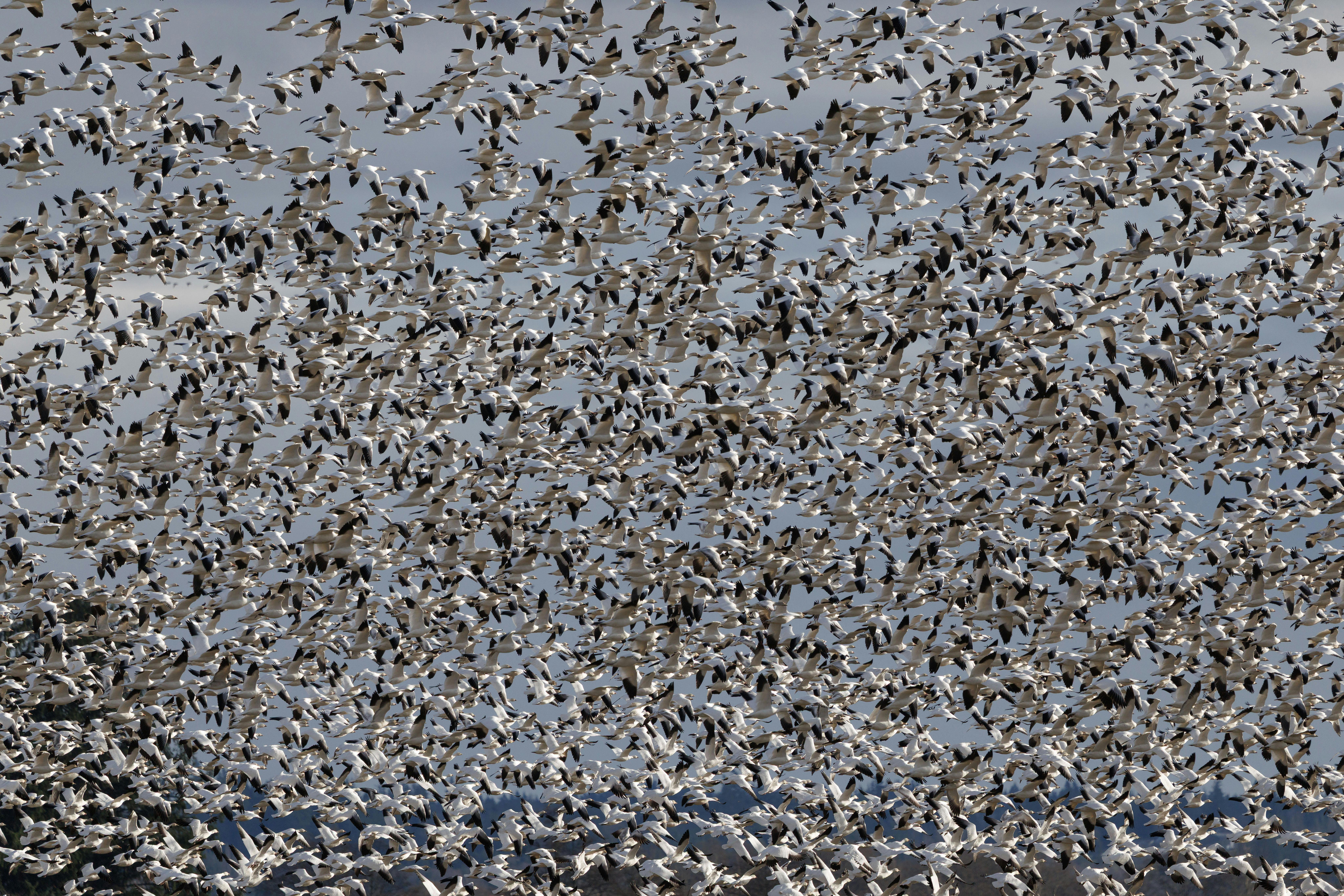 Urbandale amends contract with Flock camera company to improve data transparency — Photo by Veronika Andrews on Pexels