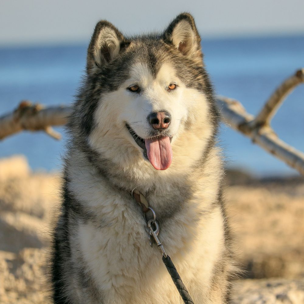 Alaskan Malamute, photo 4