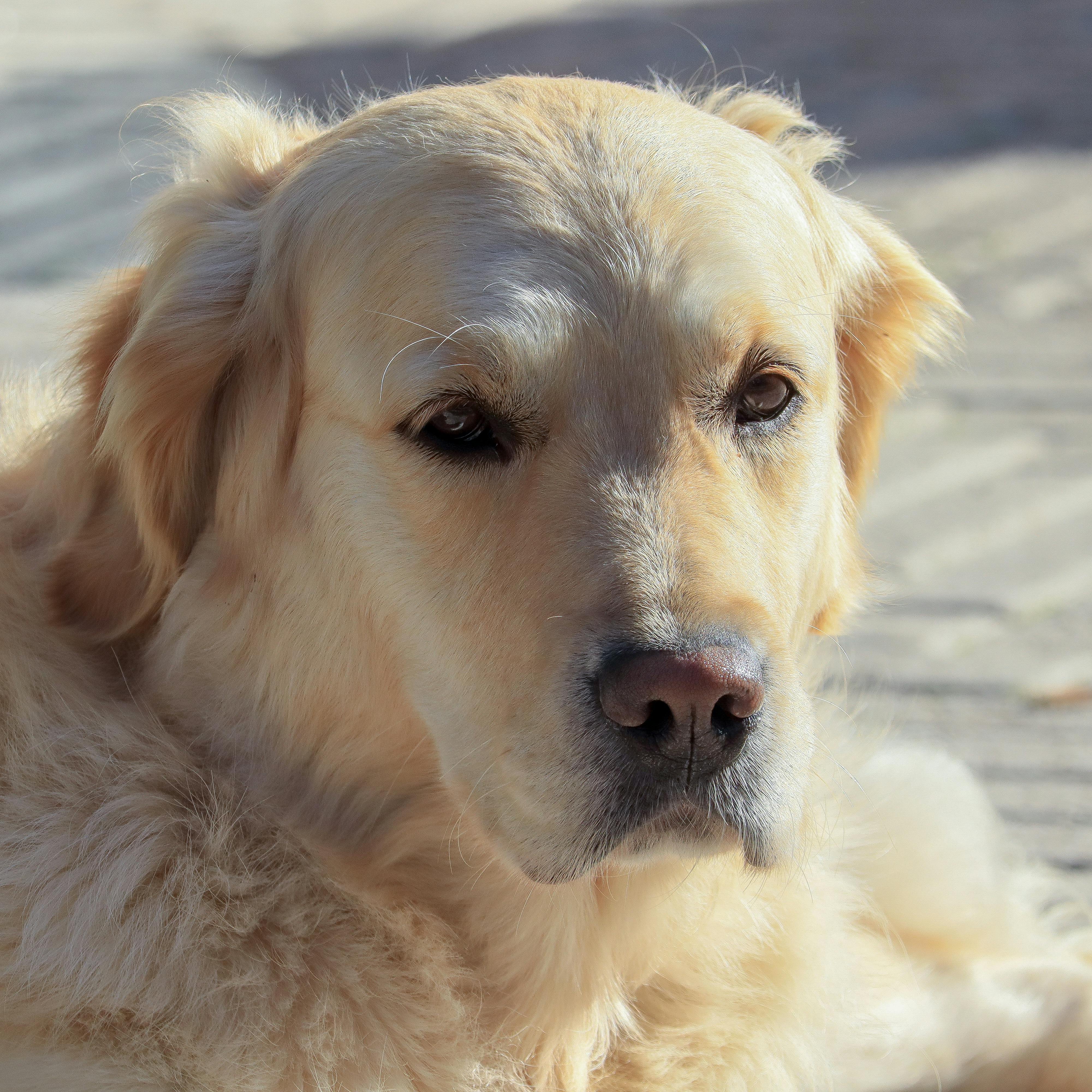 Close-up of a golden retriever relaxing in the sun, showcasing its gentle and calm demeanor.