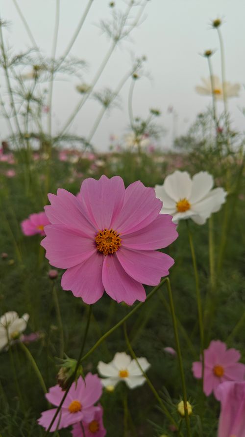 Free Close-up of vibrant pink and white cosmos flowers blooming outdoors. Stock Photo
