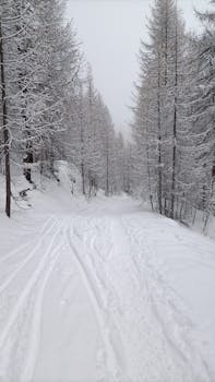 A serene, snow-covered forest path with tall, frosty trees in wintertime.