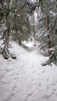 Serene snow-covered forest path creating a peaceful winter landscape.