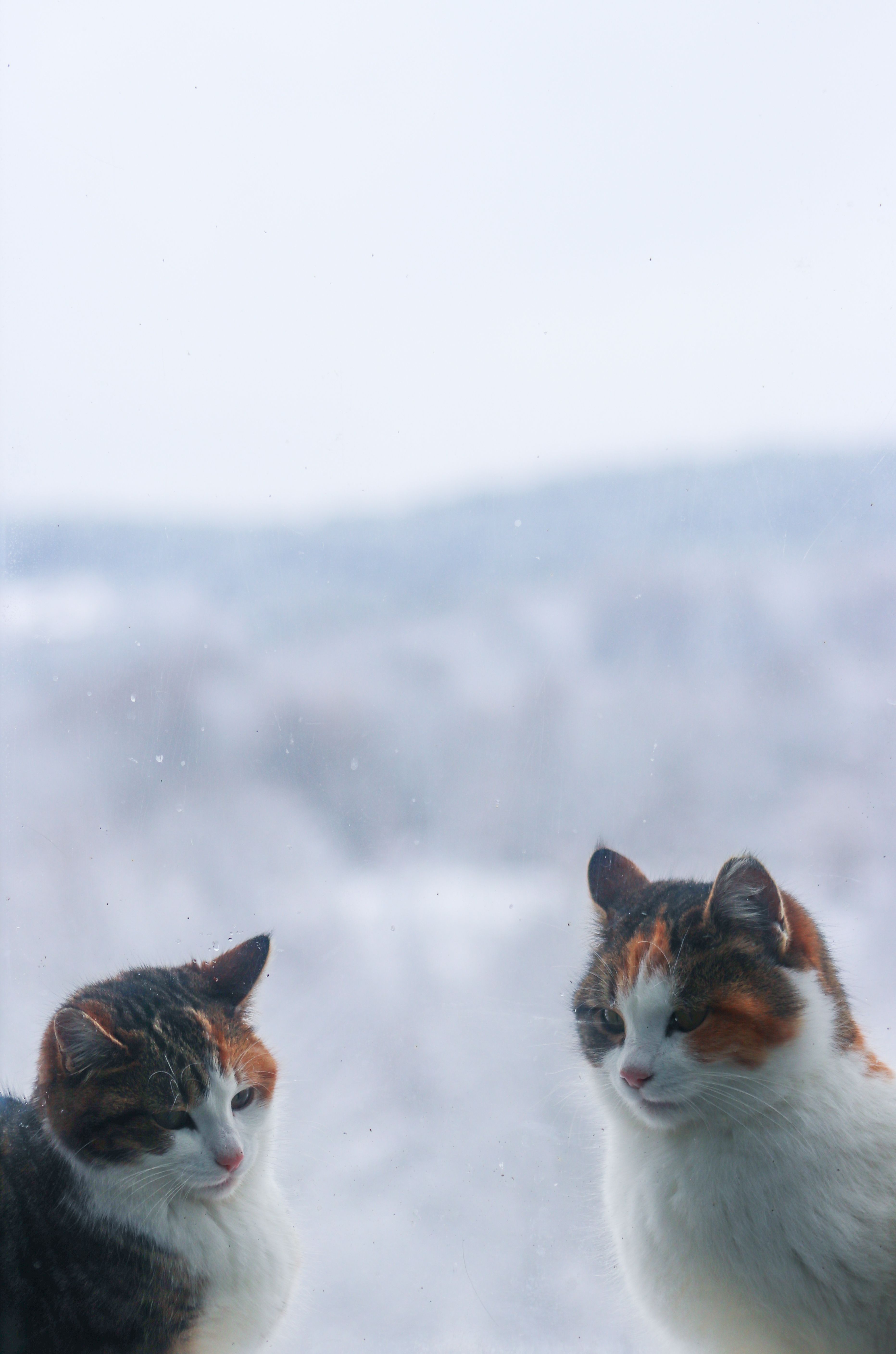 Concerning Cats