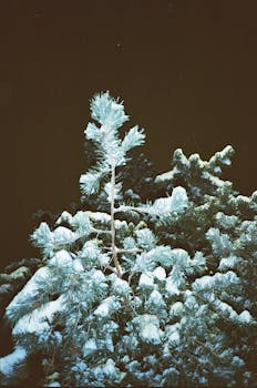 Beautiful snow-covered pine tree branches captured during a crisp winter night.