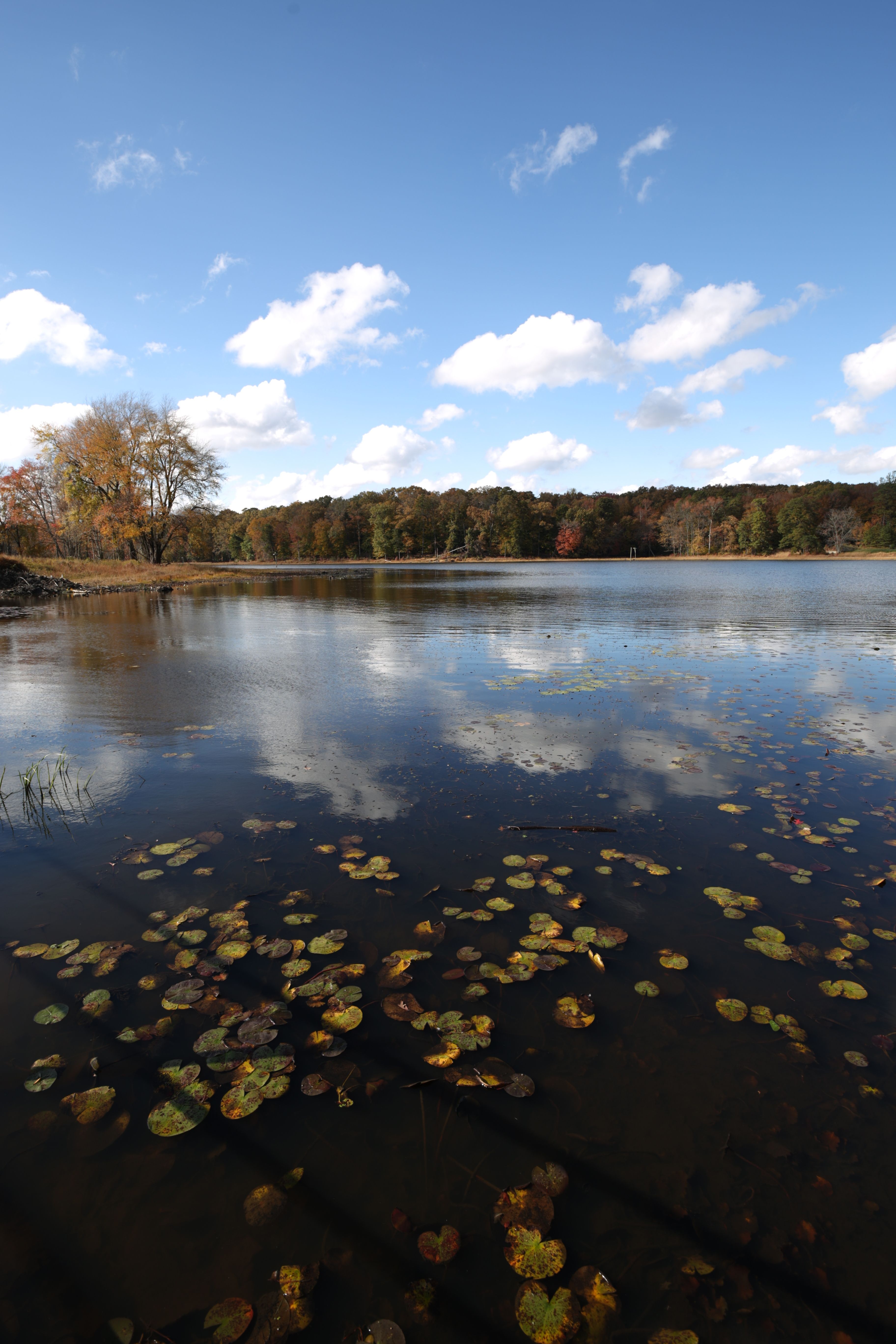 Tranquil Lake with Fall Foliage Reflection · Free Stock Photo