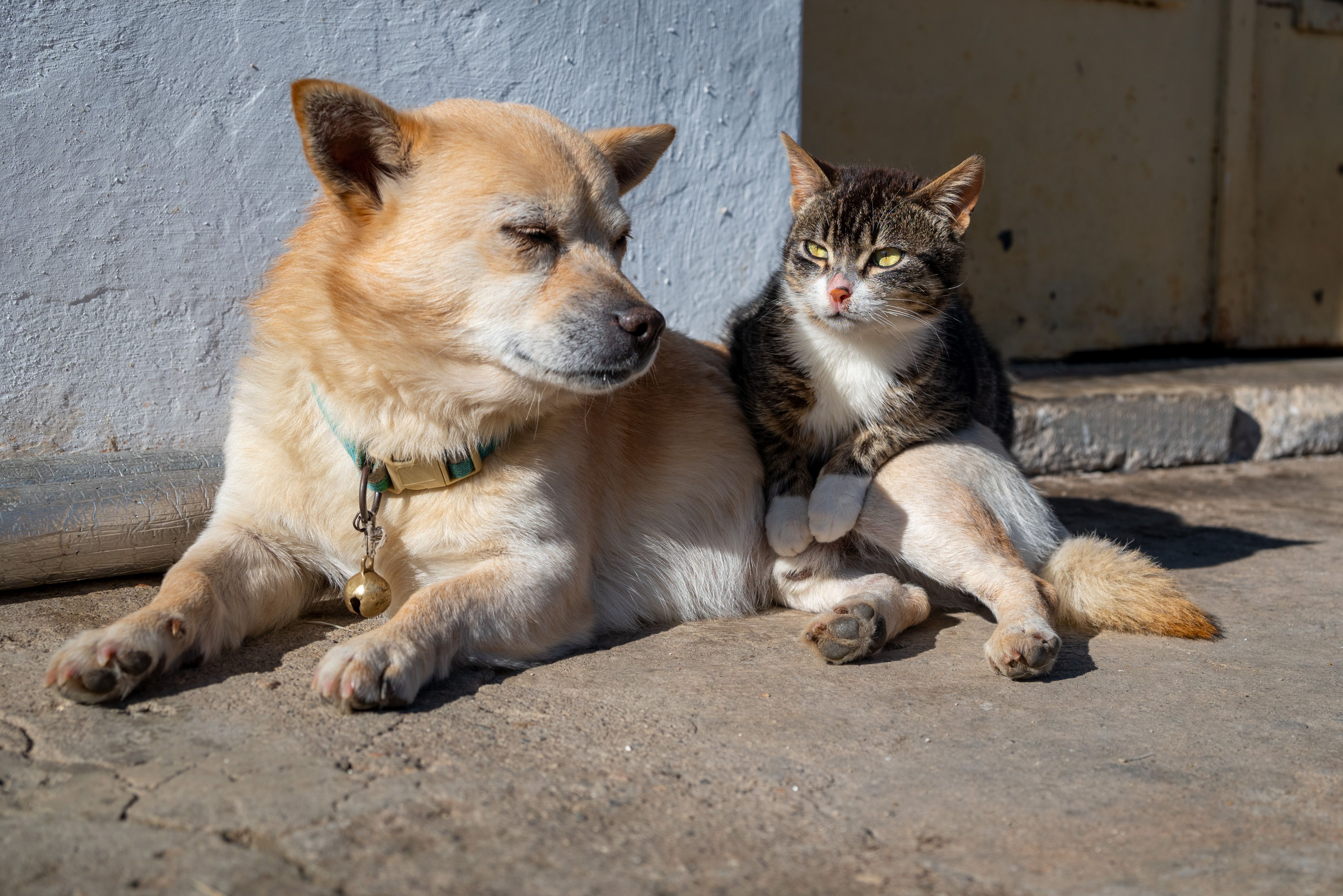 Is pet insurance worth it in 2026? — Photo by MEHMET KAYNAR on Pexels