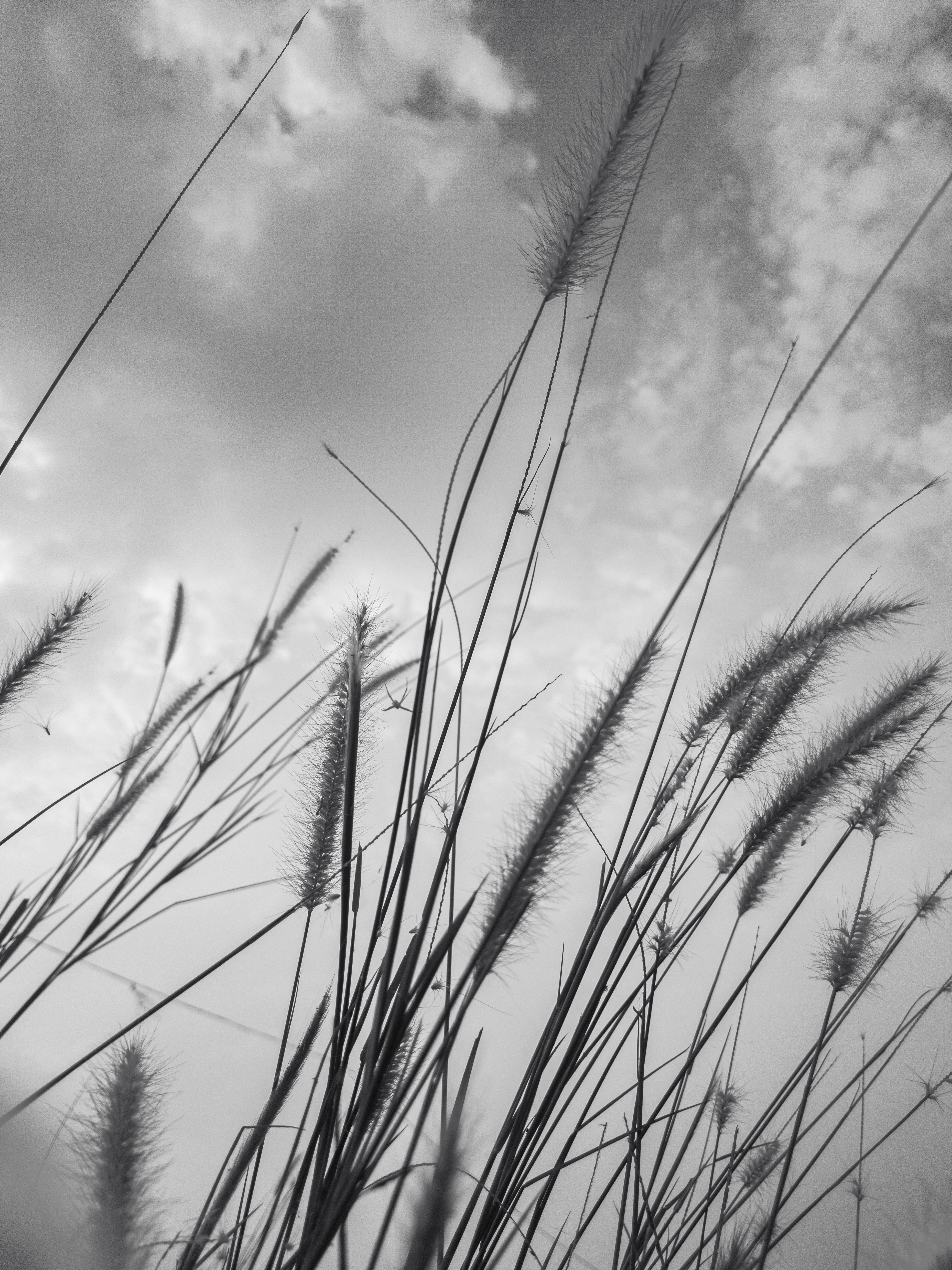 Black and White Tall Grass Against Sky · Free Stock Photo