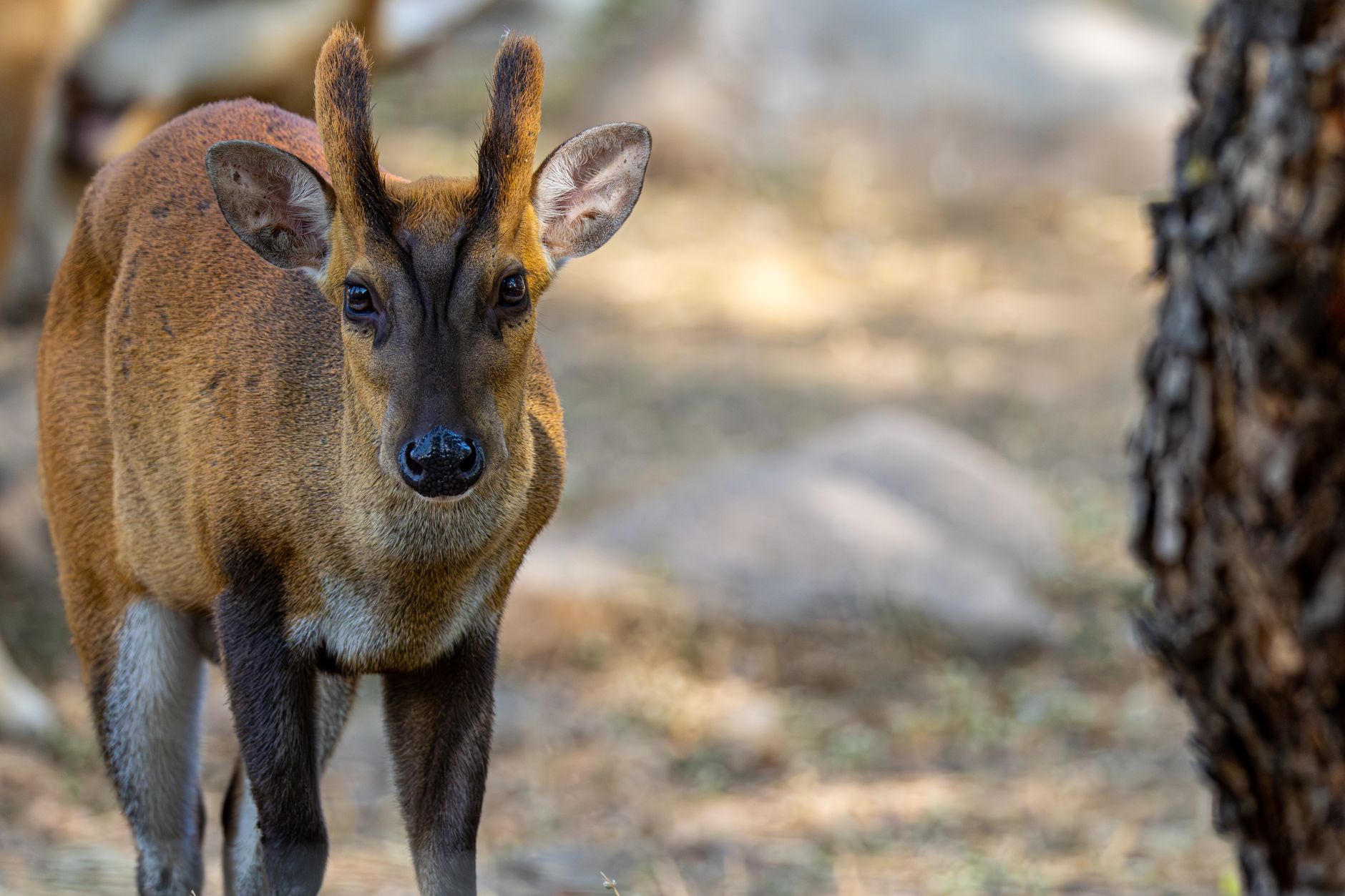 A focused portrait of a muntjac deer standing outdoors, showcasing its natural beauty.