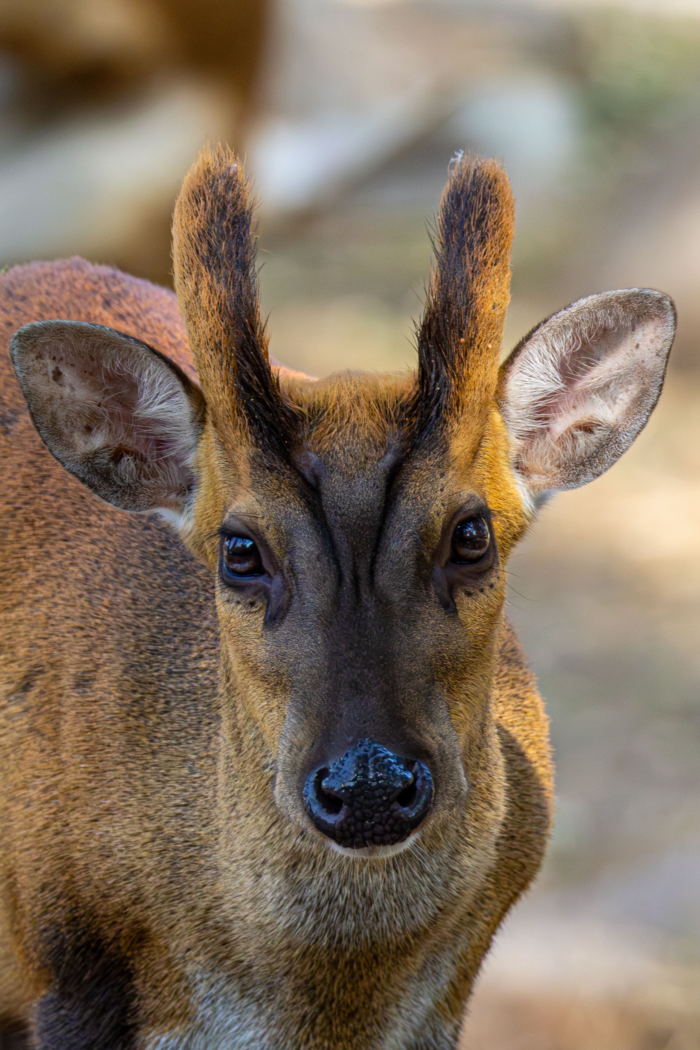 close-up-portrait-of-a-muntjac-deer-in-nature-free-stock-photo