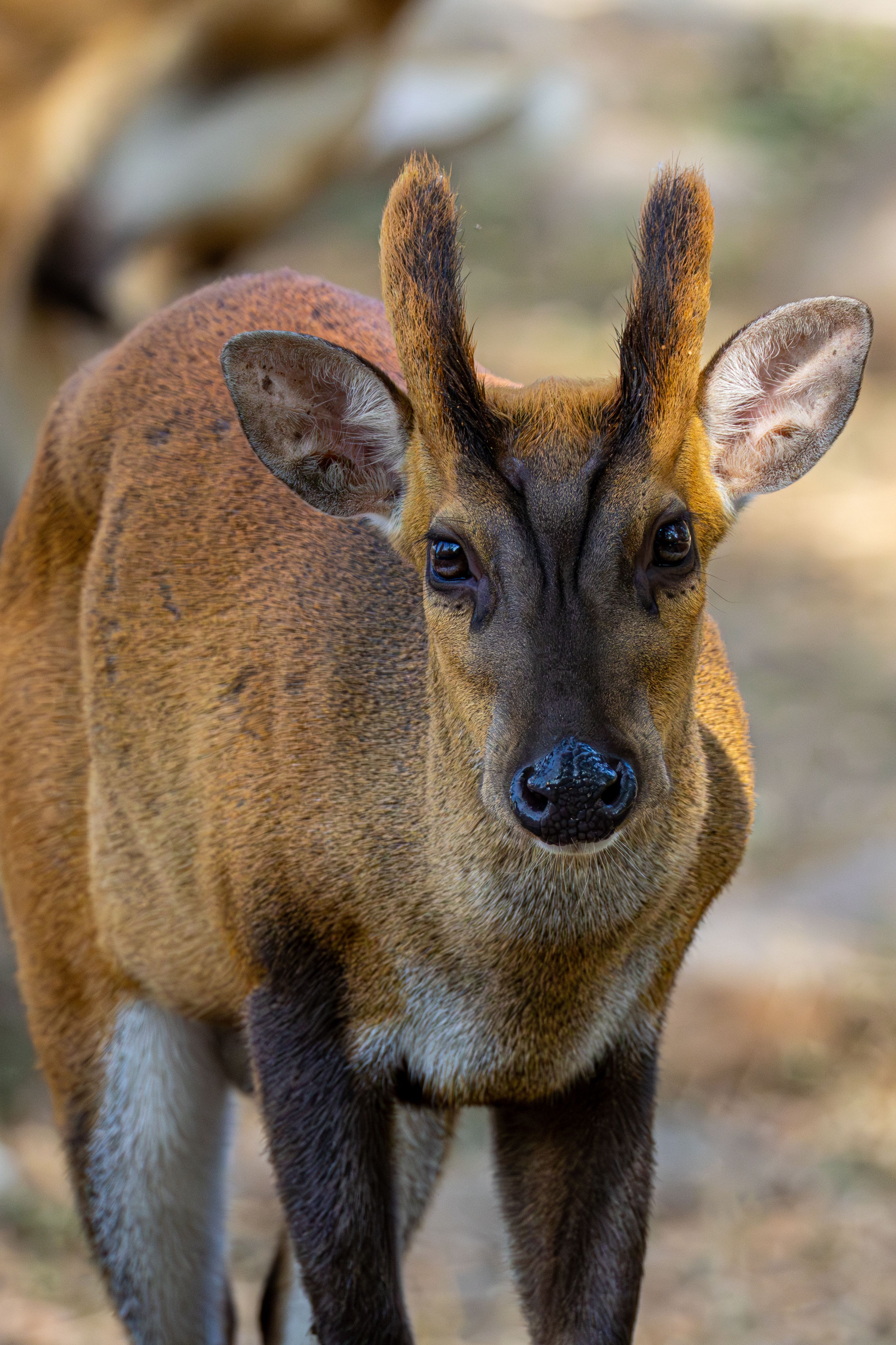 Close-up Portrait of a Muntjac Deer in Nature · Free Stock Photo