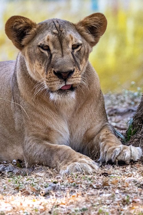 Free Close-up of a lioness resting on grass, showcasing beauty and power in natural habitat. Stock Photo