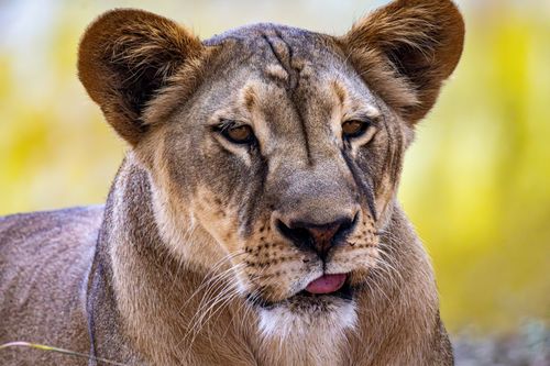 Free Vibrant close-up of a lioness in a natural habitat, highlighting its majestic features. Stock Photo