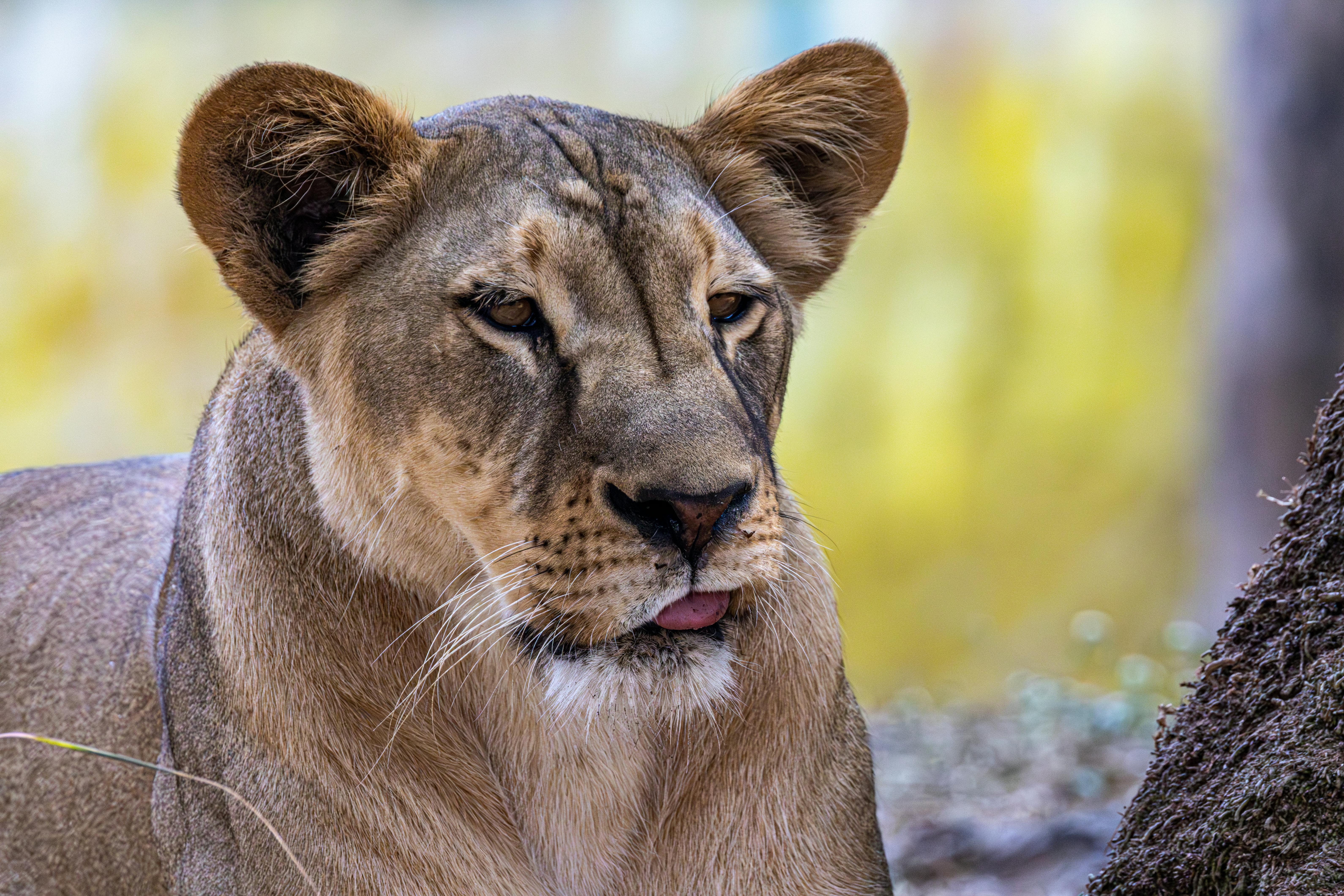 Close-up portrait of a majestic African lioness resting in natural surroundings.