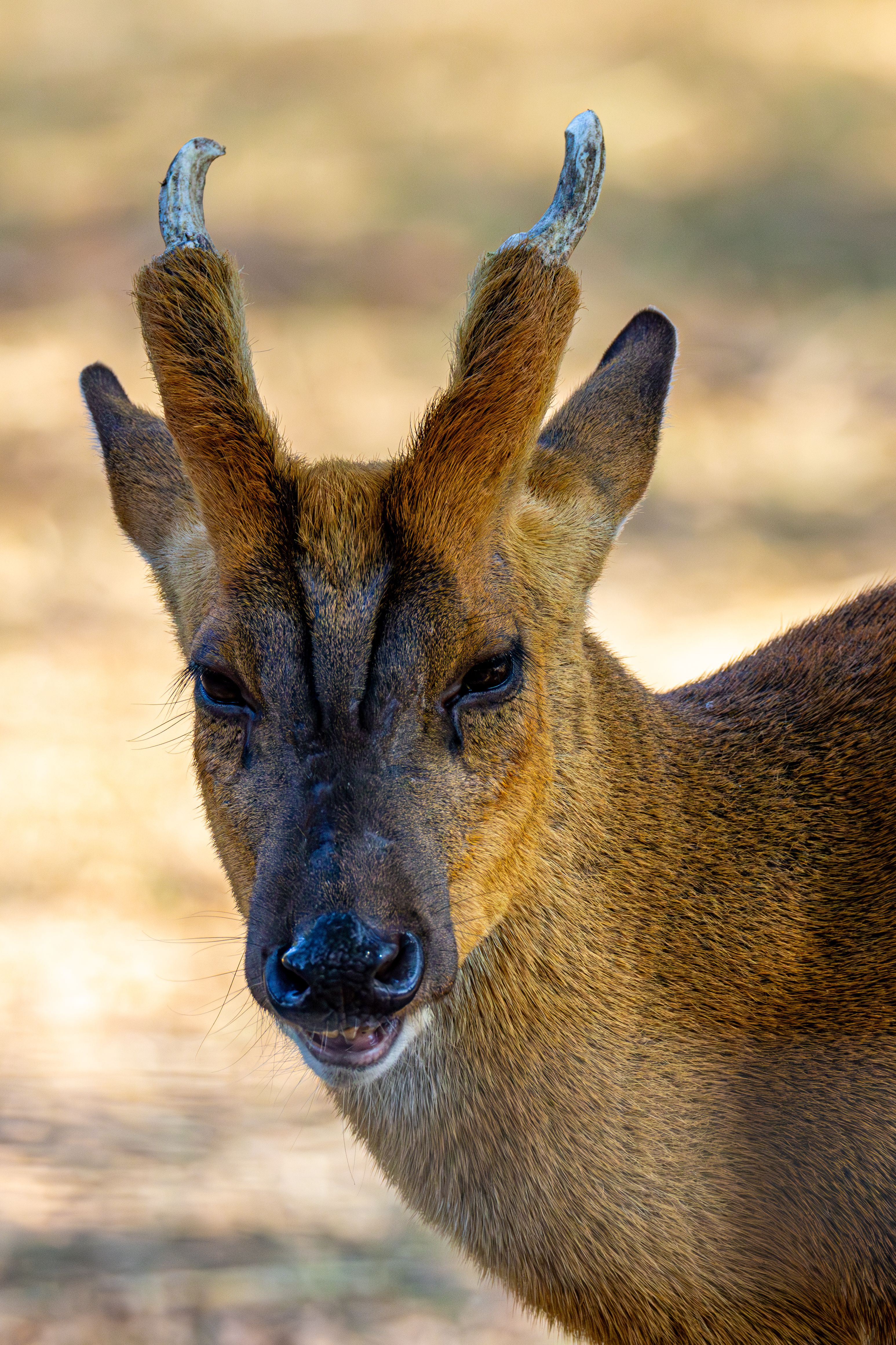 close-up-of-a-muntjac-deer-in-natural-habitat-free-stock-photo